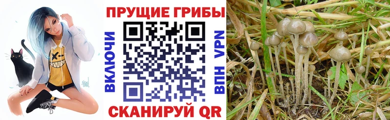 это Telegram  Братск  Псилоцибиновые грибы прущие грибы  сколько стоит 